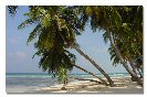 Miniature : Carte postale de palmiers sur la plage au Maldives.