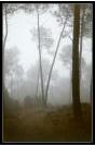 Miniature : Carte postale d'arbres dans le brouillard. 