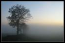 Miniature : Carte postale d'un arbre dans le brouillard. 