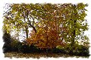 Miniature : Carte postale du parc Monceau  Paris. 