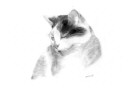 Miniature : Carte postale d'un dessin de chat en noir et blanc.