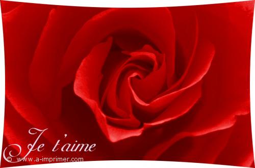 Dites-le avec des fleurs Une jolie rose rouge pour déclarer votre amour.