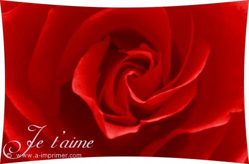 Une jolie rose rouge pour dclarer votre amour.