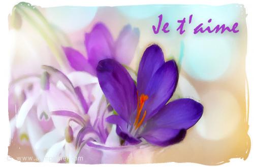 Une carte orne de fleurs, Crocus pour dclarer son amour