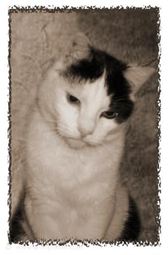 Le chat Carte postale d'un chat noir et blanc.
