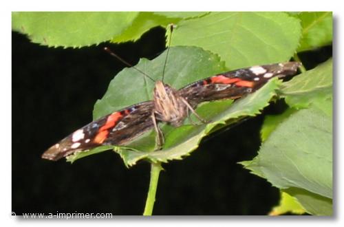 Carte postale d'un Papillon pos sur une feuille.