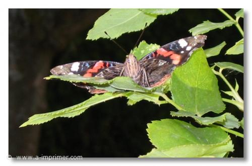 Carte postale d'un Papillon pos sur une feuille.