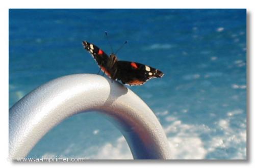 Papillon Carte postale d'un Papillon sur une échelle de piscine.