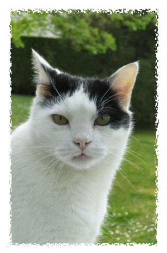 Roméo Carte postale de la tête d'un chat noir et blanc.