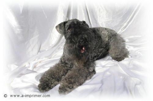 Udson Carte postale d'un chien Kerry Blue Terrier.
