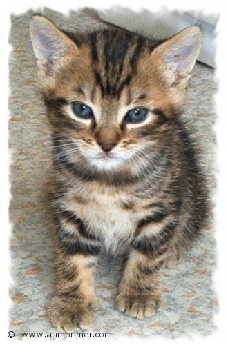 Chaton Carte postale d'un petit chaton tigré.