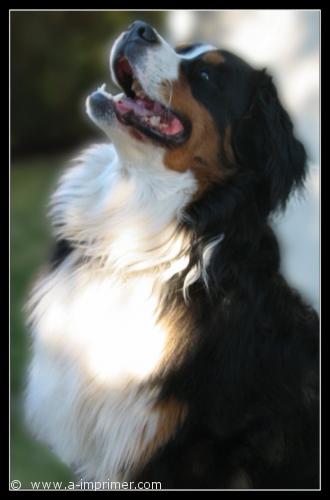 Stitch Carte postale d'un chien bouvier.