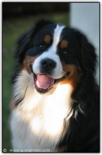 Stitch Carte postale d'un chien bouvier.
