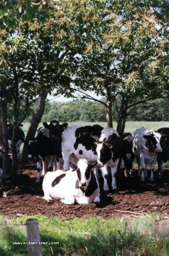 Carte postale de vaches noires et blanches.