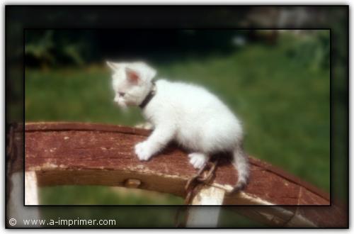 Choupette Carte postale d'une petite chatte blanche.
