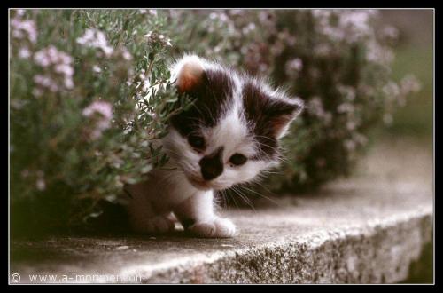 Chaton Carte postale d'un chaton caché dans des fleurs.
