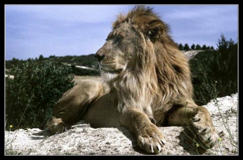 Carte postale d'un lion sur un rocher.
