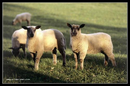 Carte postale de moutons.