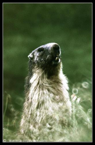 Carte postale d'une marmotte dans l'eau.