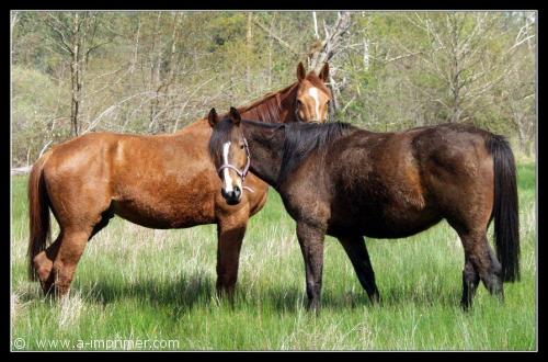 Carte postale d'un couple de chevaux.