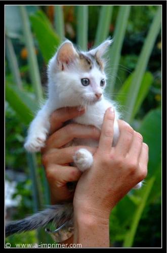 Un chaton Jolie carte postale d'un chaton.
