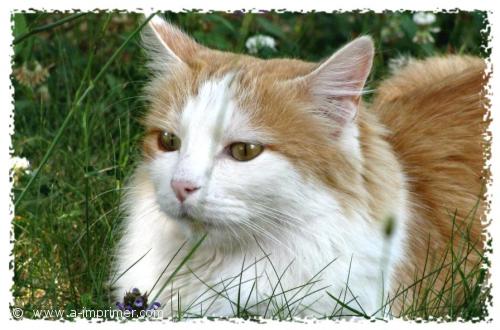 Un chat Carte postale d'un chat roux et blanc, à poils longs.