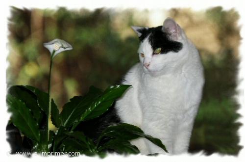 Roméo le chat Carte postale d'un chat noir et blanc qui regarde une fleur.