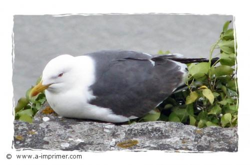 Mouette Carte postale d'une mouette.