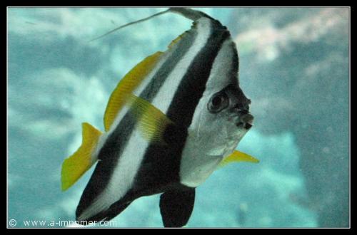 Carte postale d'un poisson.