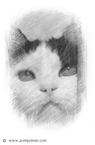 Roméo Carte postale d'un dessin de chat noir et blanc.
