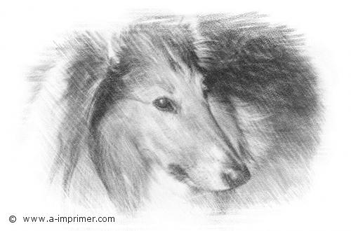 Lancelot Carte postale d'un dessin de chien berger d'Ecosse (Colley).