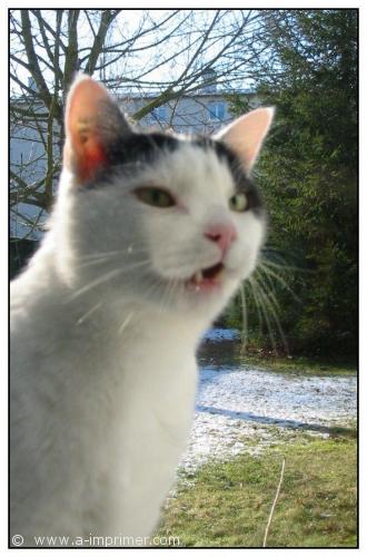 Roméo le chat Carte postale d'un chat noir et blanc qui miaule.