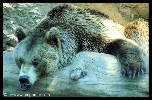 Le repos de l'ours Carte postale d'un ours qui se repose sur un tronc d'arbre.
