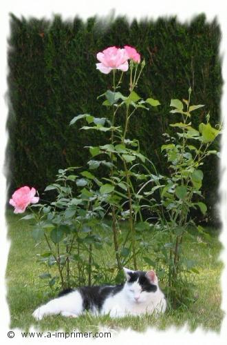 Roméo le chat Carte postale d'un chat noir et blanc allongé devant un rosier.