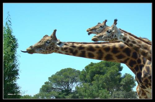 Carte postale de girafes.