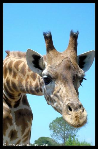 Girafe Carte postale de la tête d'une girafe.