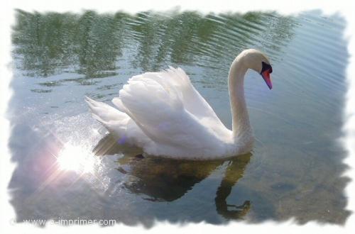 Cygne Carte postale d'un cygne.