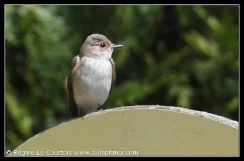 Gobemouche gris Carte postale d'un oiseau : Gobemouche gris.