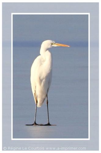 Grande Aigrette Carte postale d'un oiseau : Grande Aigrette.