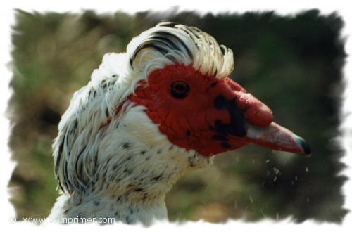 Canard Carte postale d'un canard.