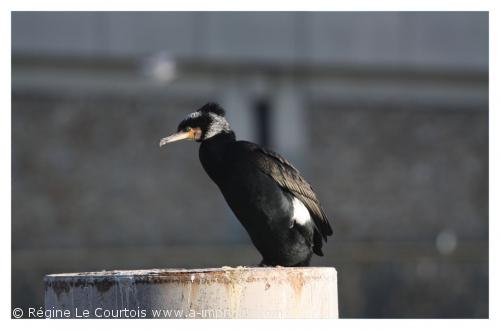 Grand cormoran Carte postale d'un oiseau : Grand cormoran.