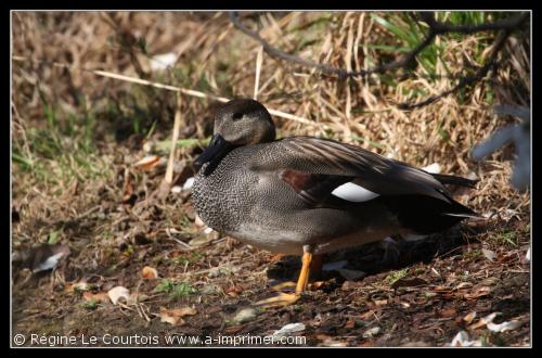 Carte postale d'un canard chipeau.