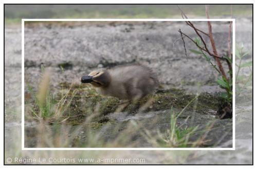 Carte postale d'un bb colvert.