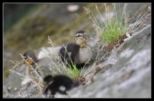 Carte postale d'un bb colvert.