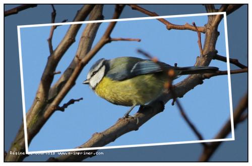 Carte postale d'un oiseau : Msange bleue.