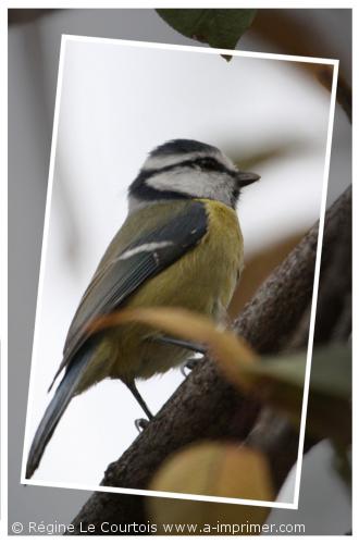 Carte postale d'un oiseau : Msange bleue.