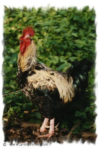 Carte postale d'un coq.