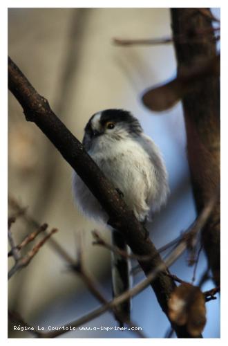 Carte postale d'un oiseau : Msange  longue queue.