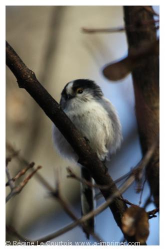 Carte postale d'un oiseau : Msange  longue queue.