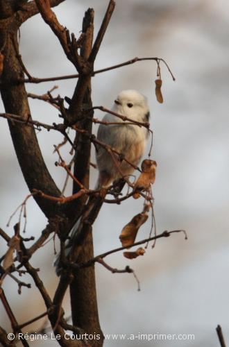 Carte postale d'un oiseau : Msange  longue queue nordique.